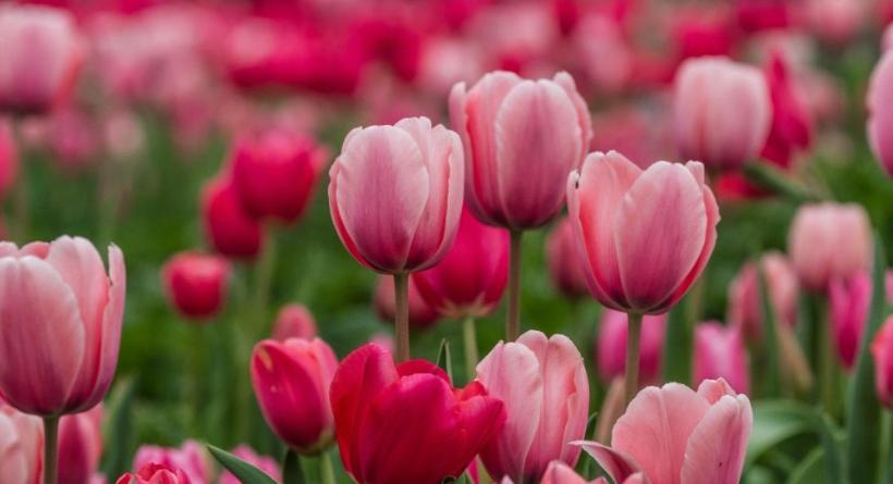 Houses Of Flowers مخرج سبينيا المظهر الخارجي الصورة